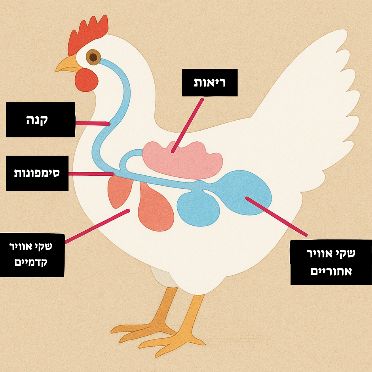 ברונכימקס-תמונה