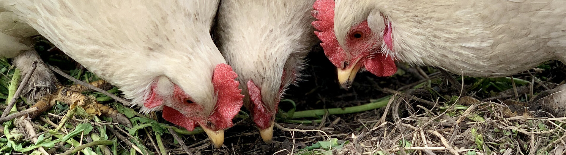 chiken_banner chiken_banner